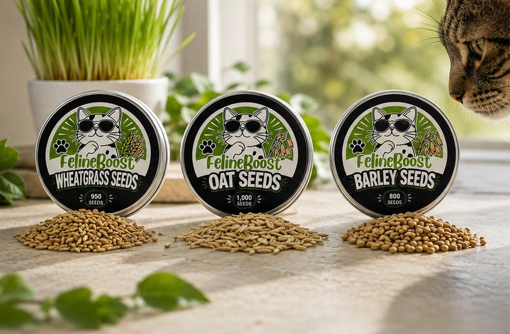 FelineBoost oat, wheatgrass and barley seed tins with loose seeds as a cat peeks from behind.