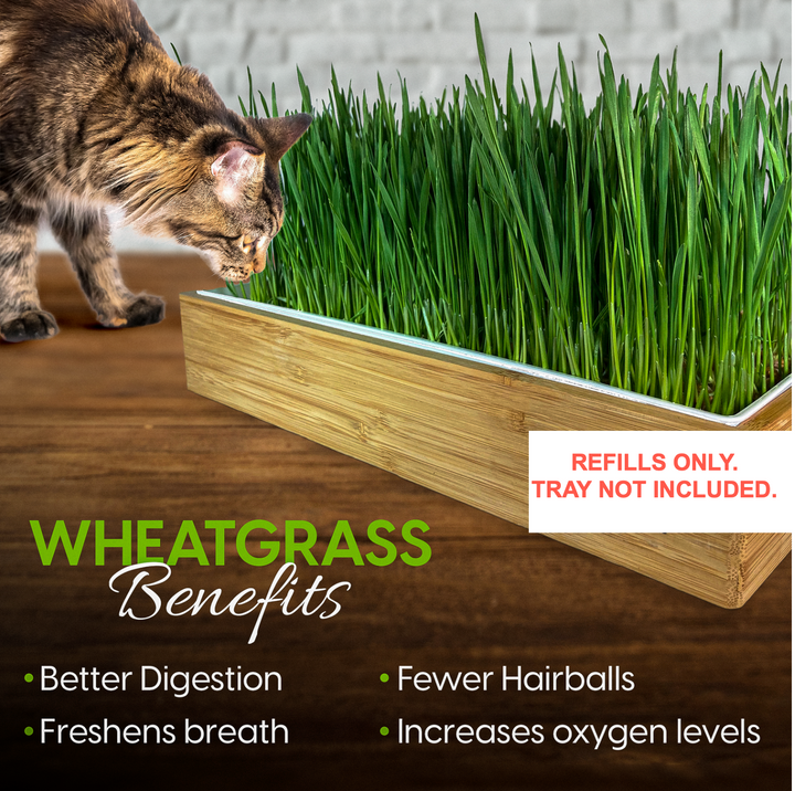 Cat Grass Self-Watering Refill Pack (4-Pack)