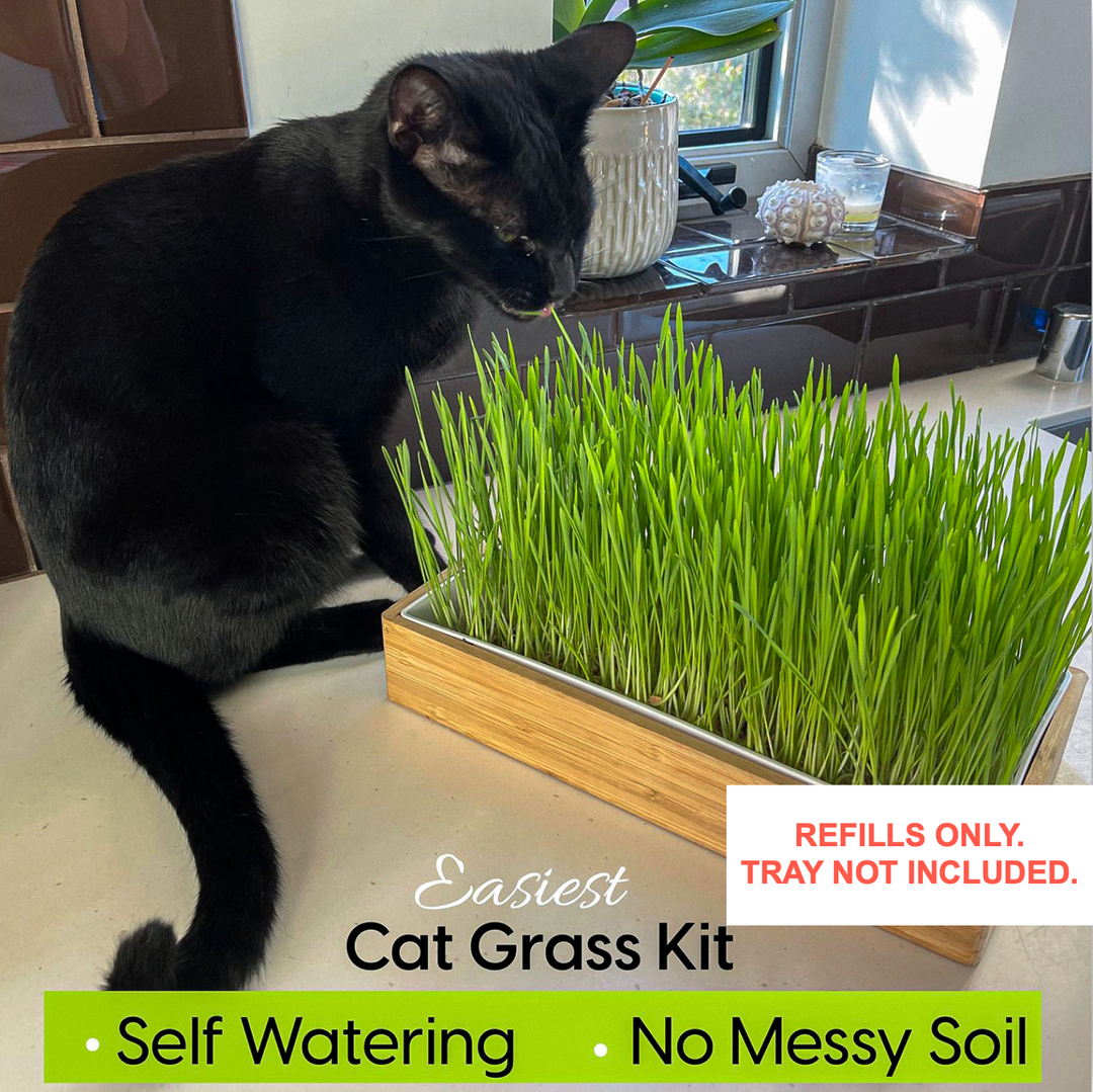 Cat Grass Self-Watering Refill Pack (4-Pack)