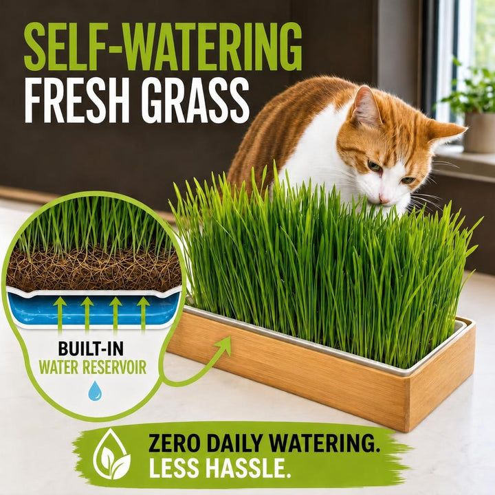 Starter Cat Grass Kit