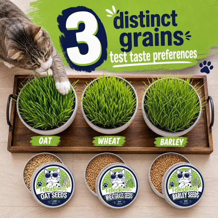 Cat Grass Discovery Flight