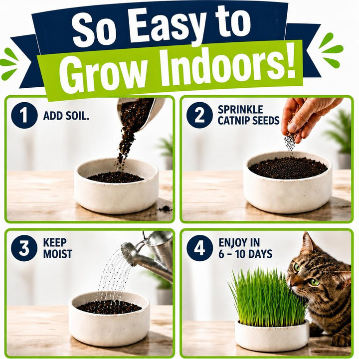 Cat Grass Discovery Flight