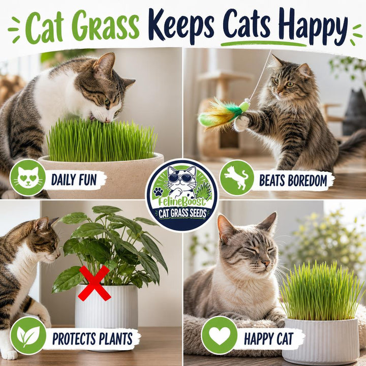 Cat Grass Discovery Flight