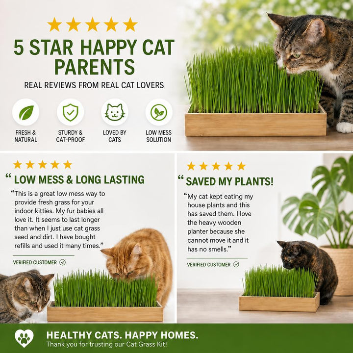Starter Cat Grass Kit