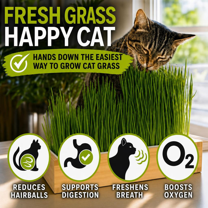 Starter Cat Grass Kit