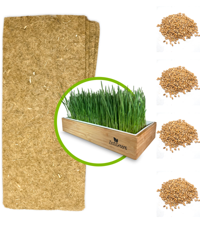 Refill Pack (3-Pack)