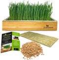 Starter Cat Grass Kit