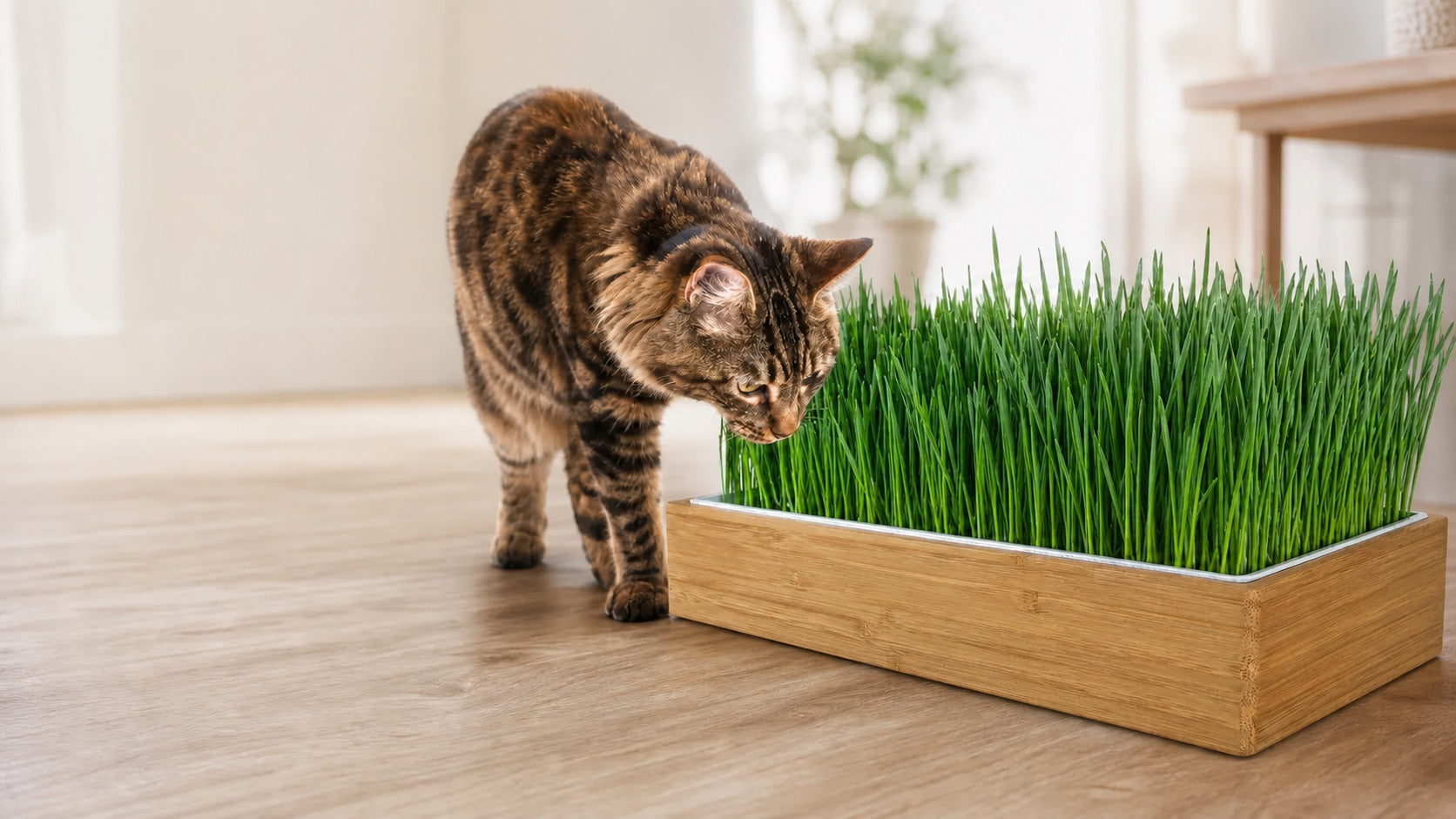 Indoor cat exploring fresh wheatgrass grown in an unbranded bamboo FelineBoost planter